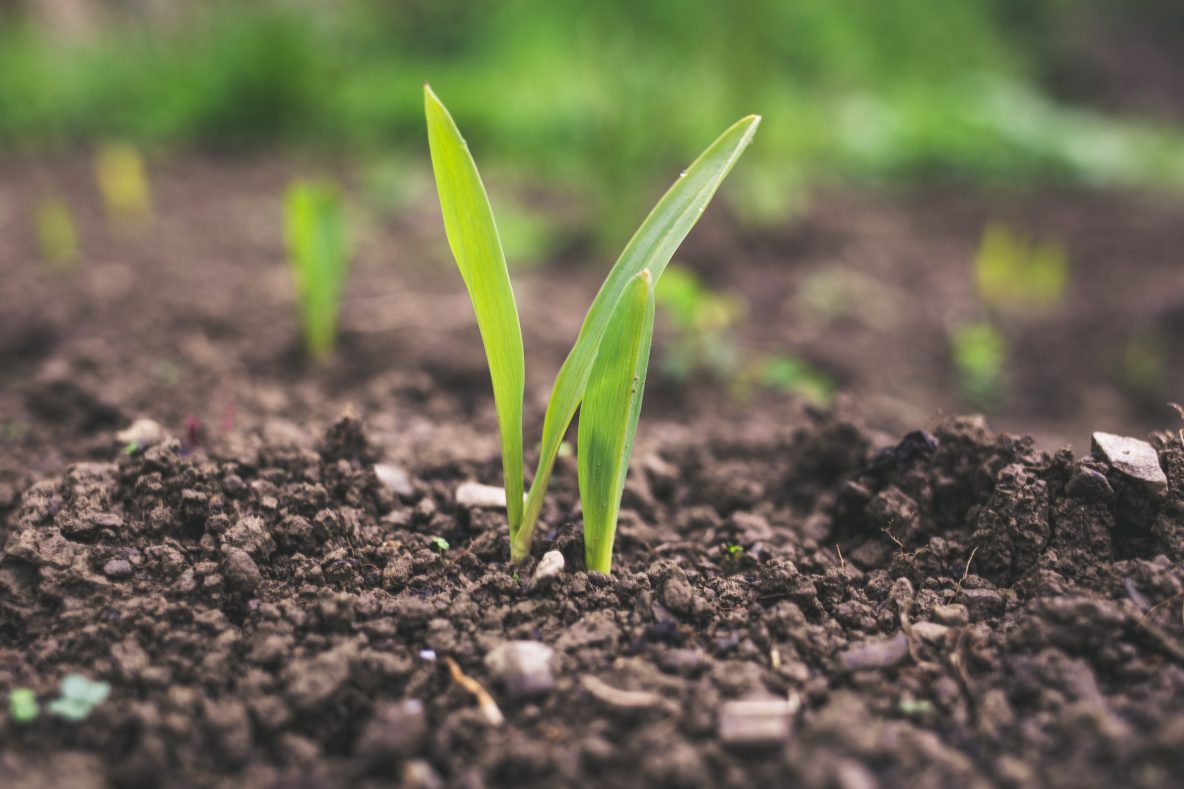 seedlings sprouting out of the ground